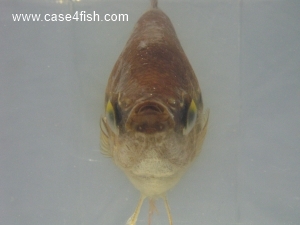 Foto Galerie/Anabantiformes/Trichopodus leerii/Trichopodus leerii_06_S.jpg